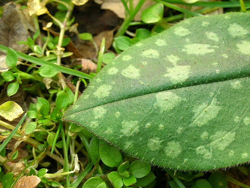 Pulmonaria officinalis / Polmonaria maggiore